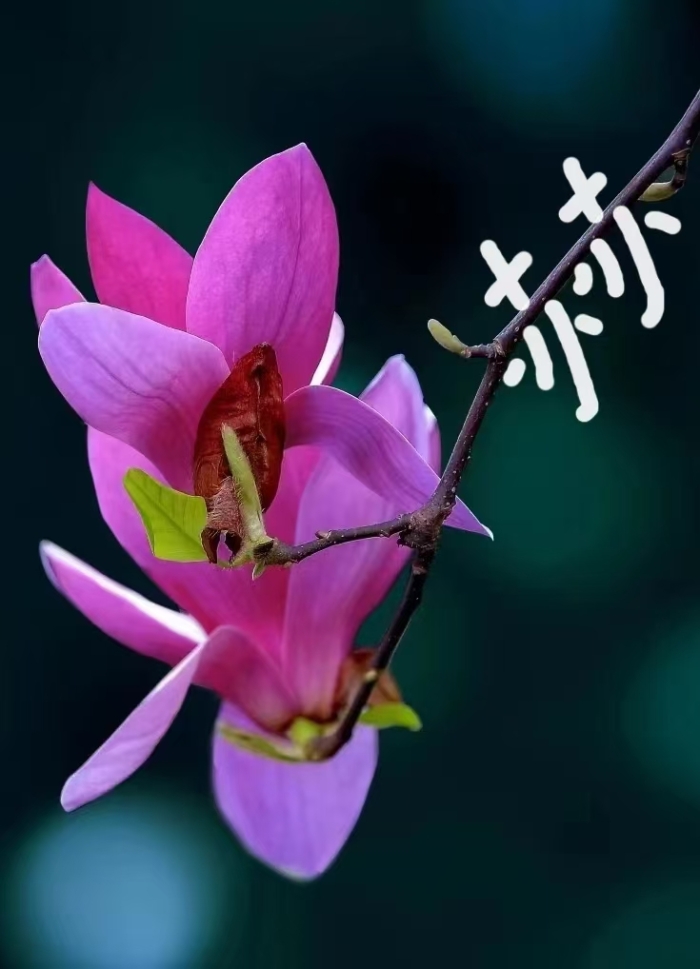 &#23436;&#32654;&#20307;&#32946;